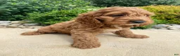 Cockapoo dogs for sale: Otis - Ad 11
