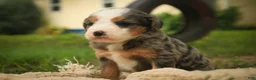 Mini Bernedoodle dogs for sale: Huck F1 Mini Bernedoodle  - Ad 7