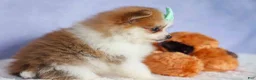 Pomeranian dogs for sale: Frankie 🐶 - Ad 19