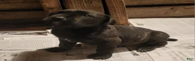 Cane Corso black brindle female 1