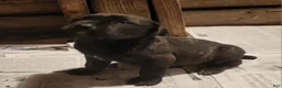 Cane Corso dogs for sale: Cane Corso black brindle female 1 - Ad 1