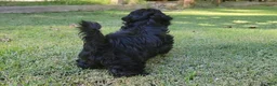 Shih Tzu dogs for sale: Sable - Ad 4