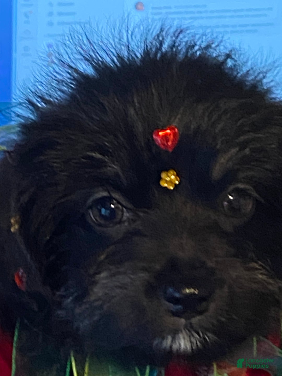 Shorkie dogs for sale: Shorkie Puppy 2 - Ad 3