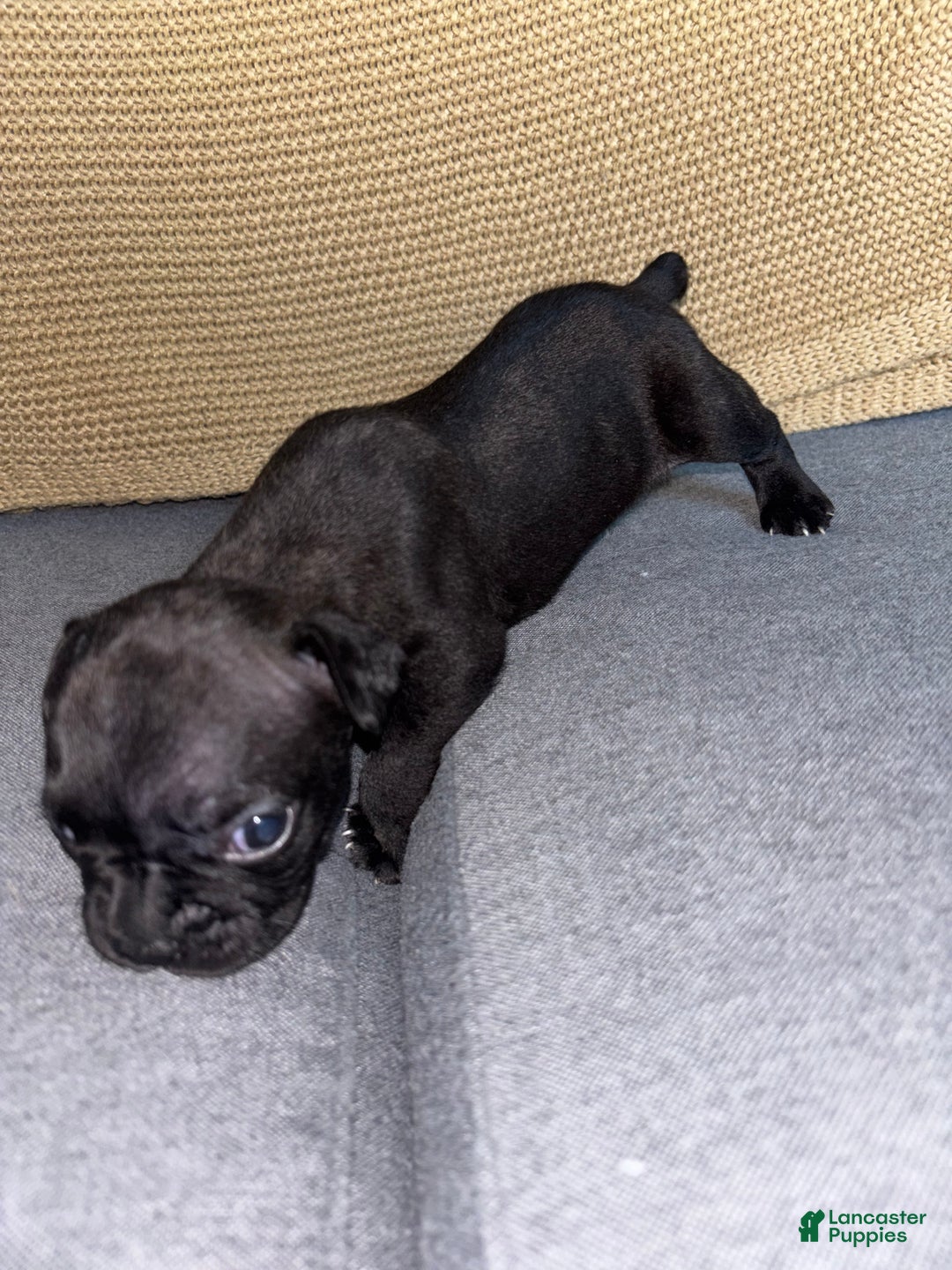 Frenchton dogs for sale: JR. - Ad 2