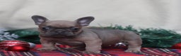 French Bulldog dogs for sale: Olive  - Ad 2