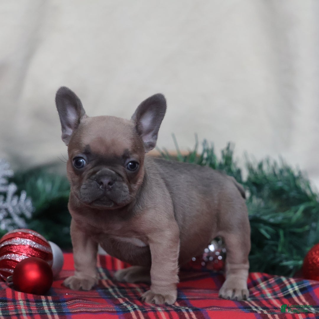 French Bulldog dogs for sale: Olive  - Ad 2