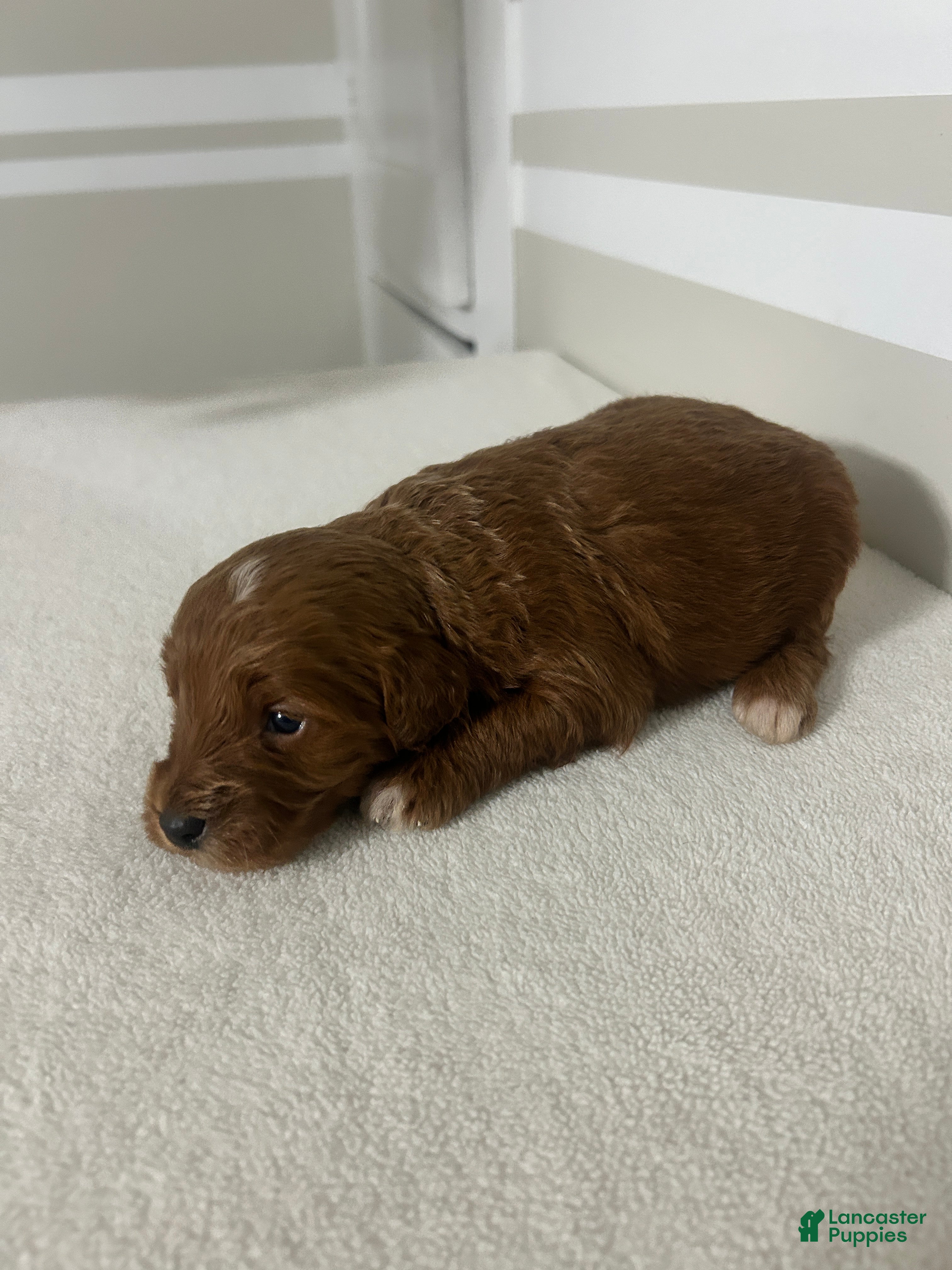 Mini Goldendoodle dogs Carlos - Ad 24