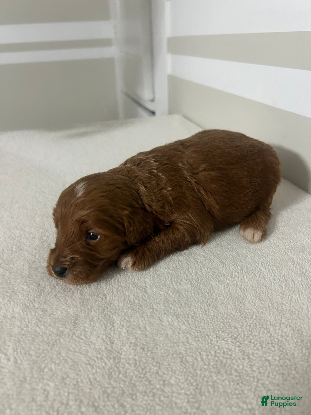 Mini Goldendoodle dogs for sale: Carlos - Ad 1