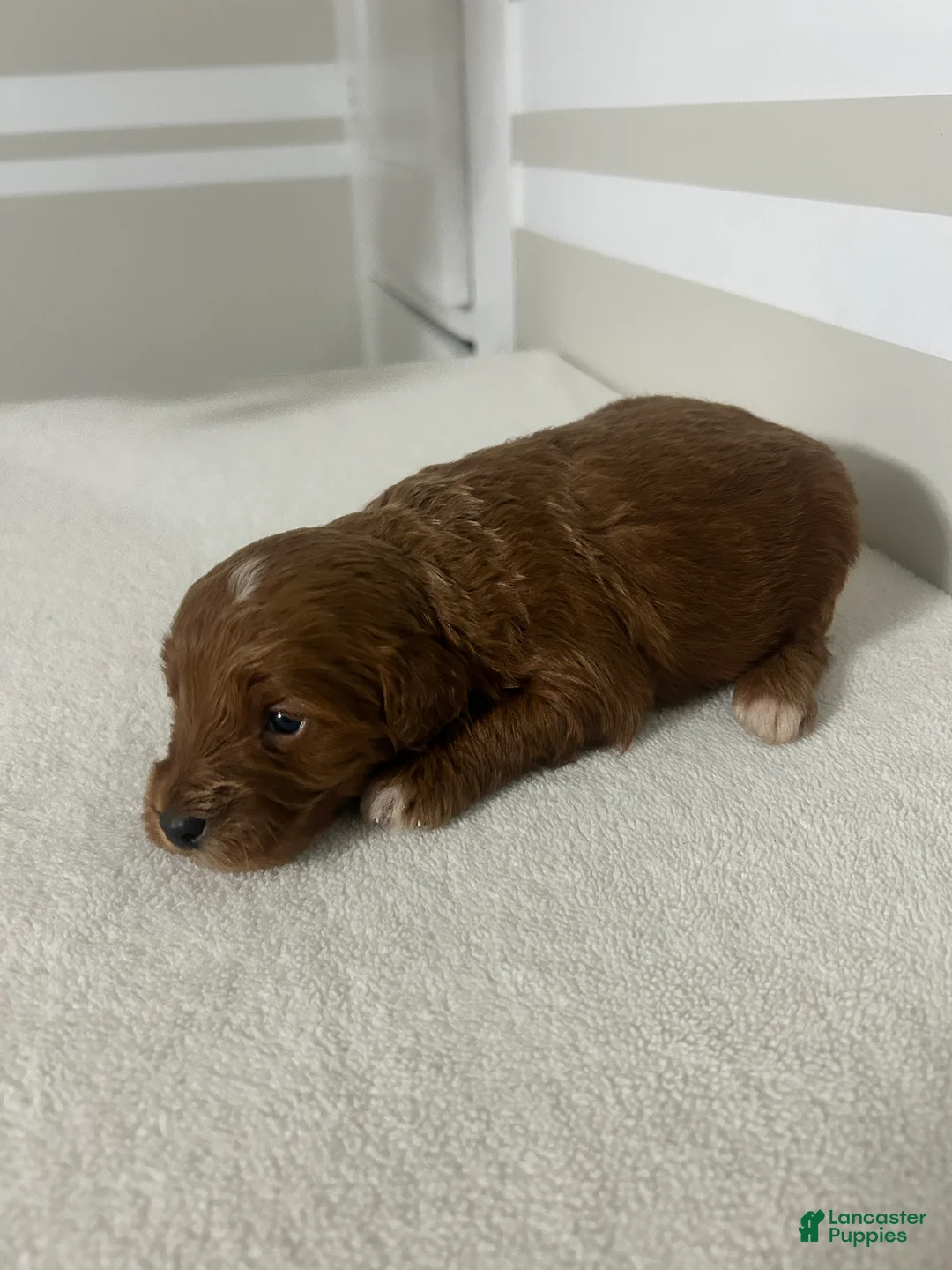 Mini Goldendoodle dogs for sale: Carlos - Ad 1