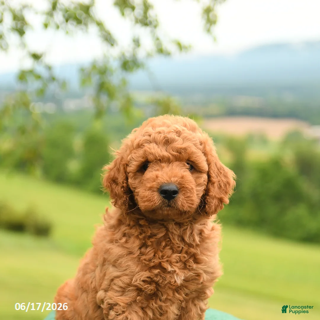 Mini Goldendoodle dogs for sale: Atley - Ad 5