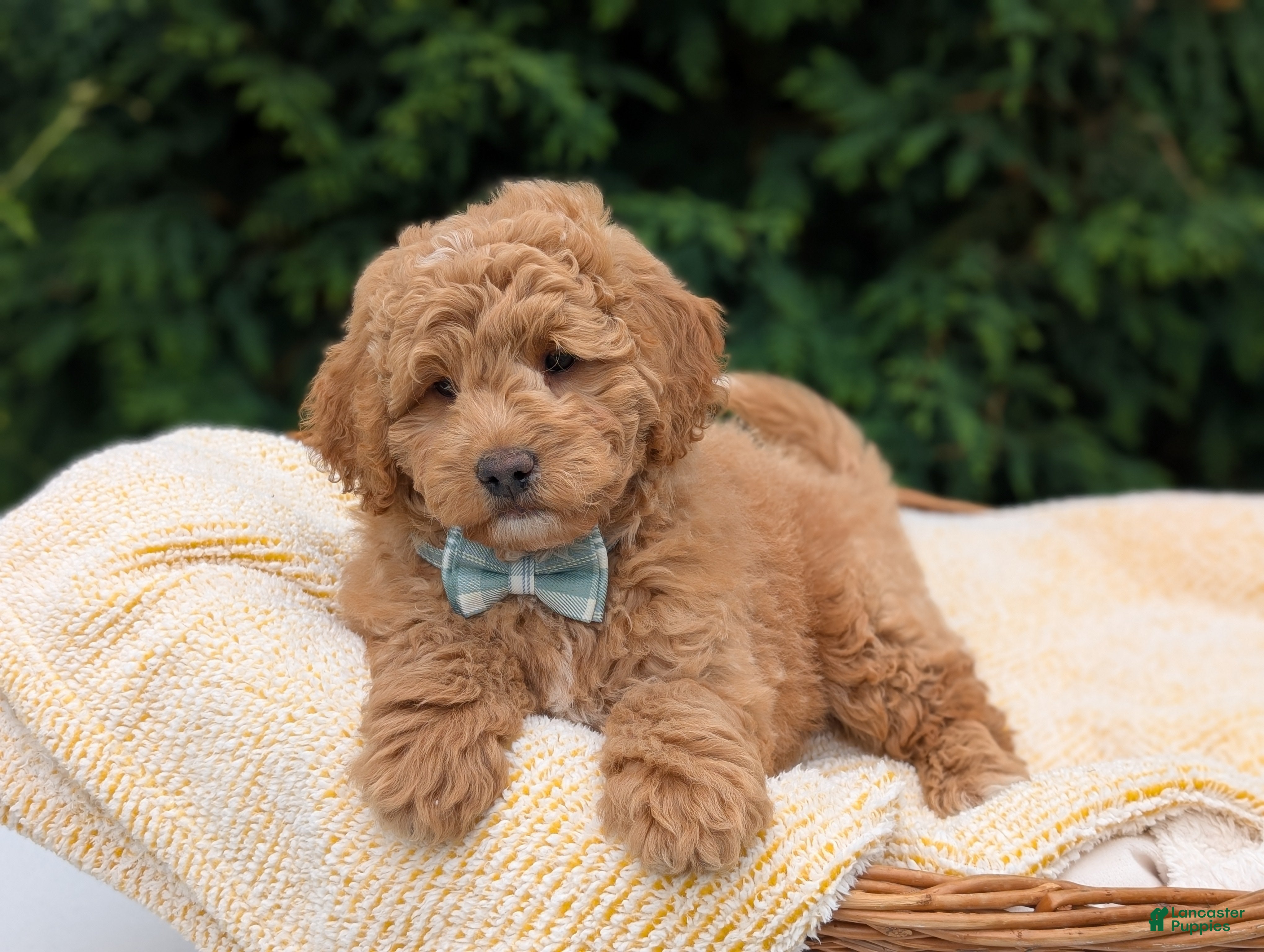 Mini Goldendoodle dogs Buster - Ad 2