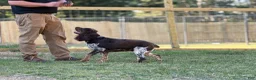 English Springer Spaniel dogs for sale: Reef  - Ad 13