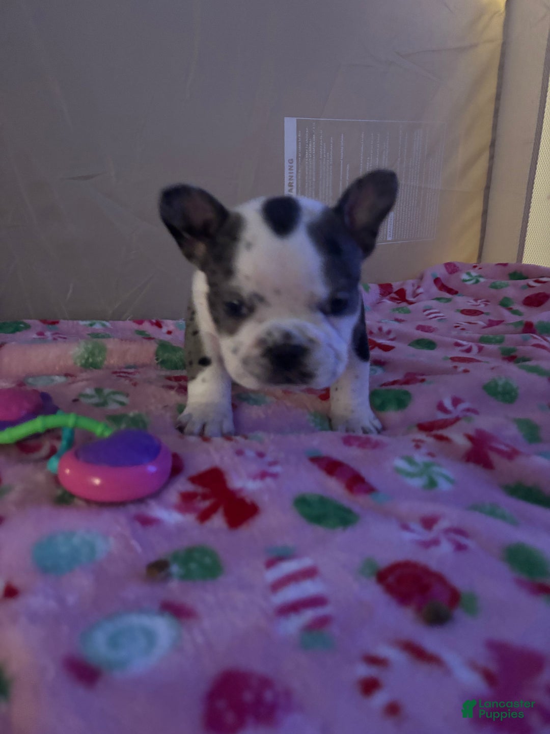 American Bully dogs for sale: American Bully Puppy 6 - Ad 4