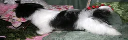 Shihpoo dogs for sale: Weston - Ad 6