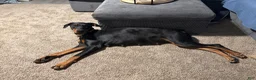 Doberman Pinscher dogs for sale: Doberman Pinscher 5 - Ad 2