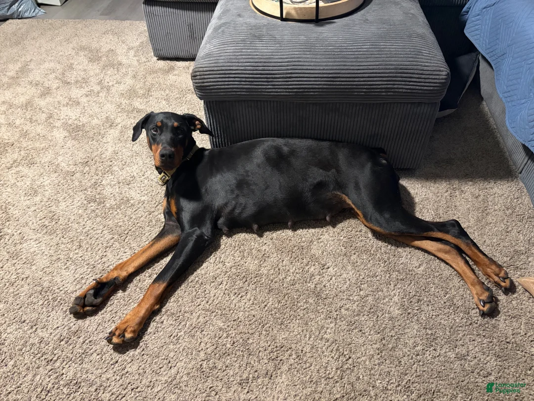 Doberman Pinscher dogs for sale: Doberman Pinscher 5 - Ad 2