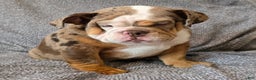 English Bulldog dogs for sale: Gatski - Ad 5