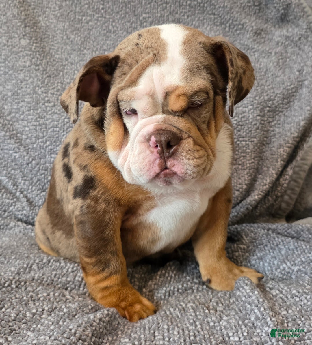 English Bulldog dogs for sale: Gatski - Ad 5