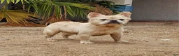 French Bulldog dogs for sale: Ghost - Ad 2