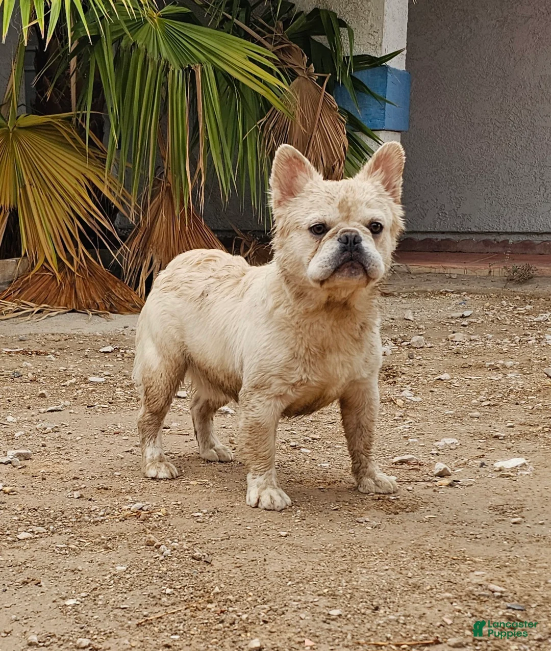 French Bulldog dogs for sale: Ghost - Ad 2