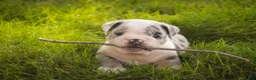 English Bulldog dogs for sale: Seth English Bulldog  - Ad 7