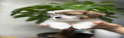 Shih Tzu dogs for sale: tyson - Ad 3