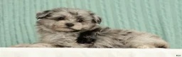 Pomapoo dogs for sale: Parker - Ad 4