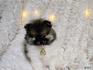 Pomeranian dogs Opie - Ad 26