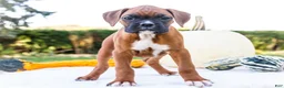 Boxer dogs for sale: Mandy Boxer - Ad 4