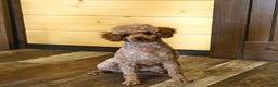 Miniature Poodle dogs for sale: Fern - Ad 7