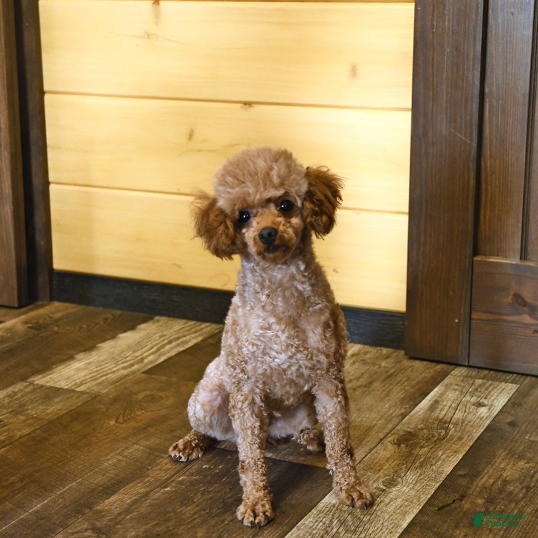 Miniature Poodle dogs for sale: Fern - Ad 7