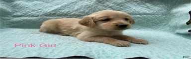 Golden Retriever pink girl