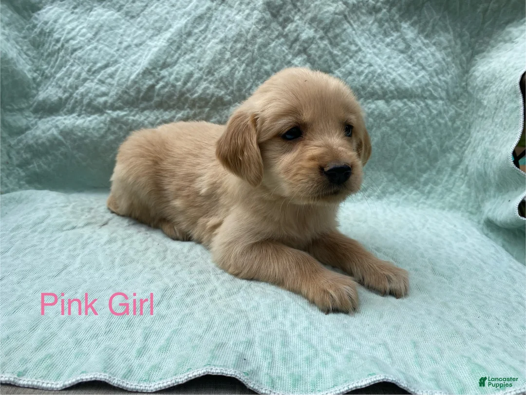 Golden Retriever dogs for sale: Golden Retriever pink girl - Ad 1