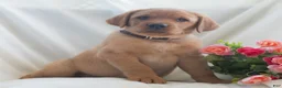 Labrador Retriever dogs for sale: Jaylee  - Ad 3