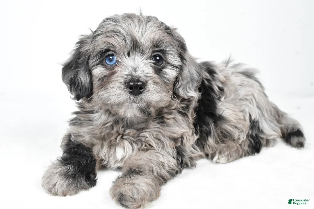 Yorkiepoo dogs for sale: River - Ad 6