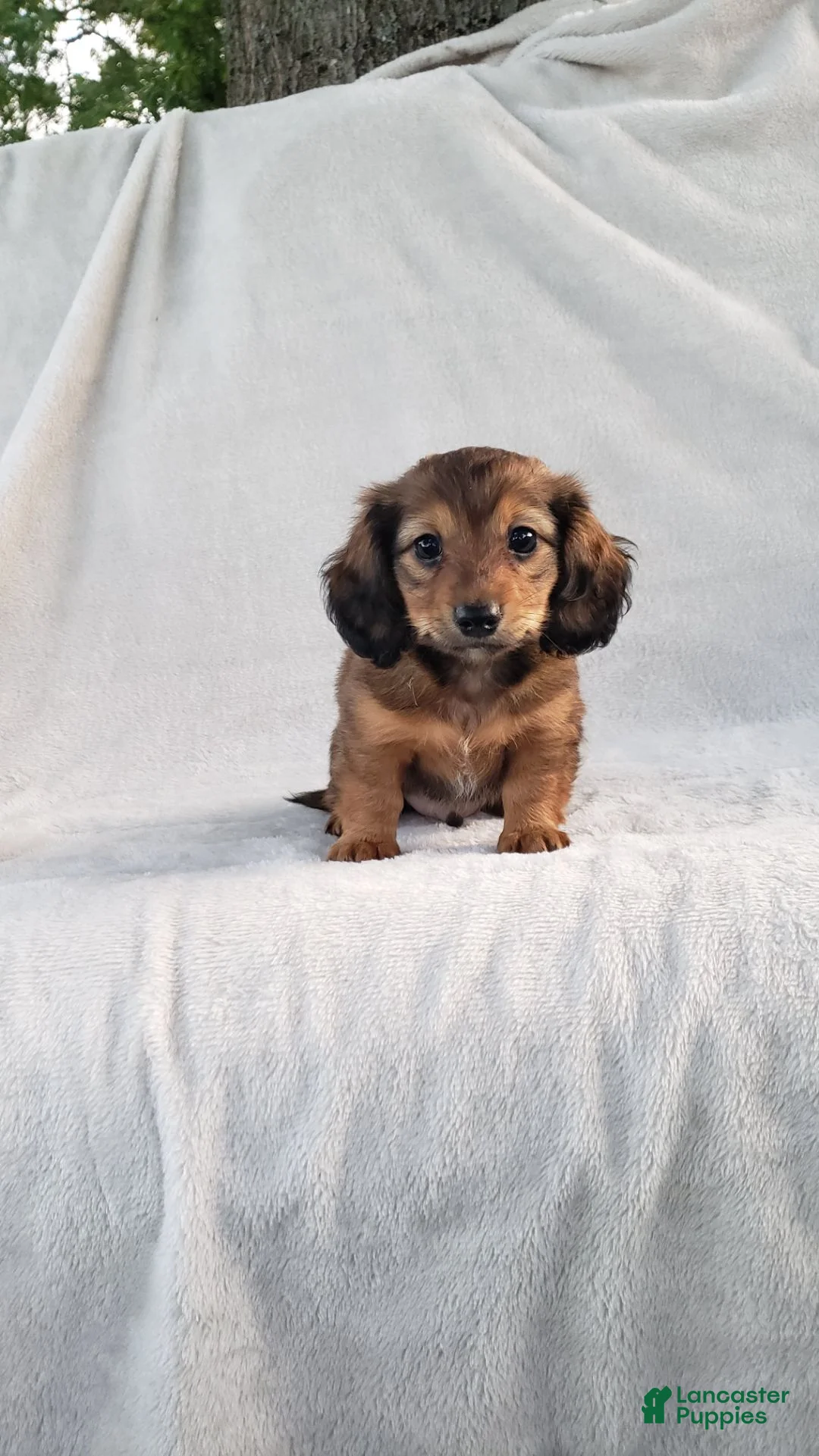 Miniature Dachshund dogs for sale: Chipper - Ad 1