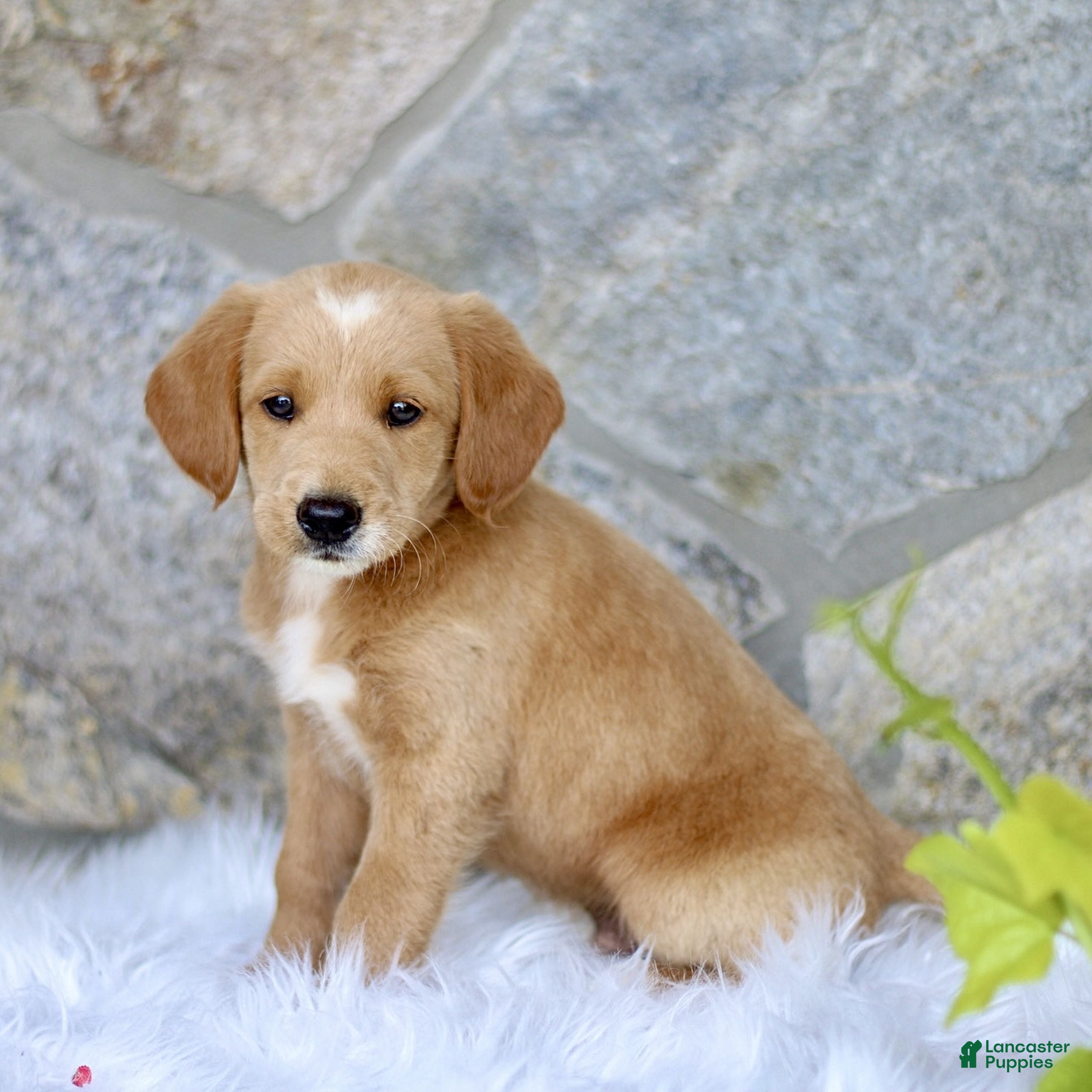 Labradoodle dogs Carson  - Ad 1