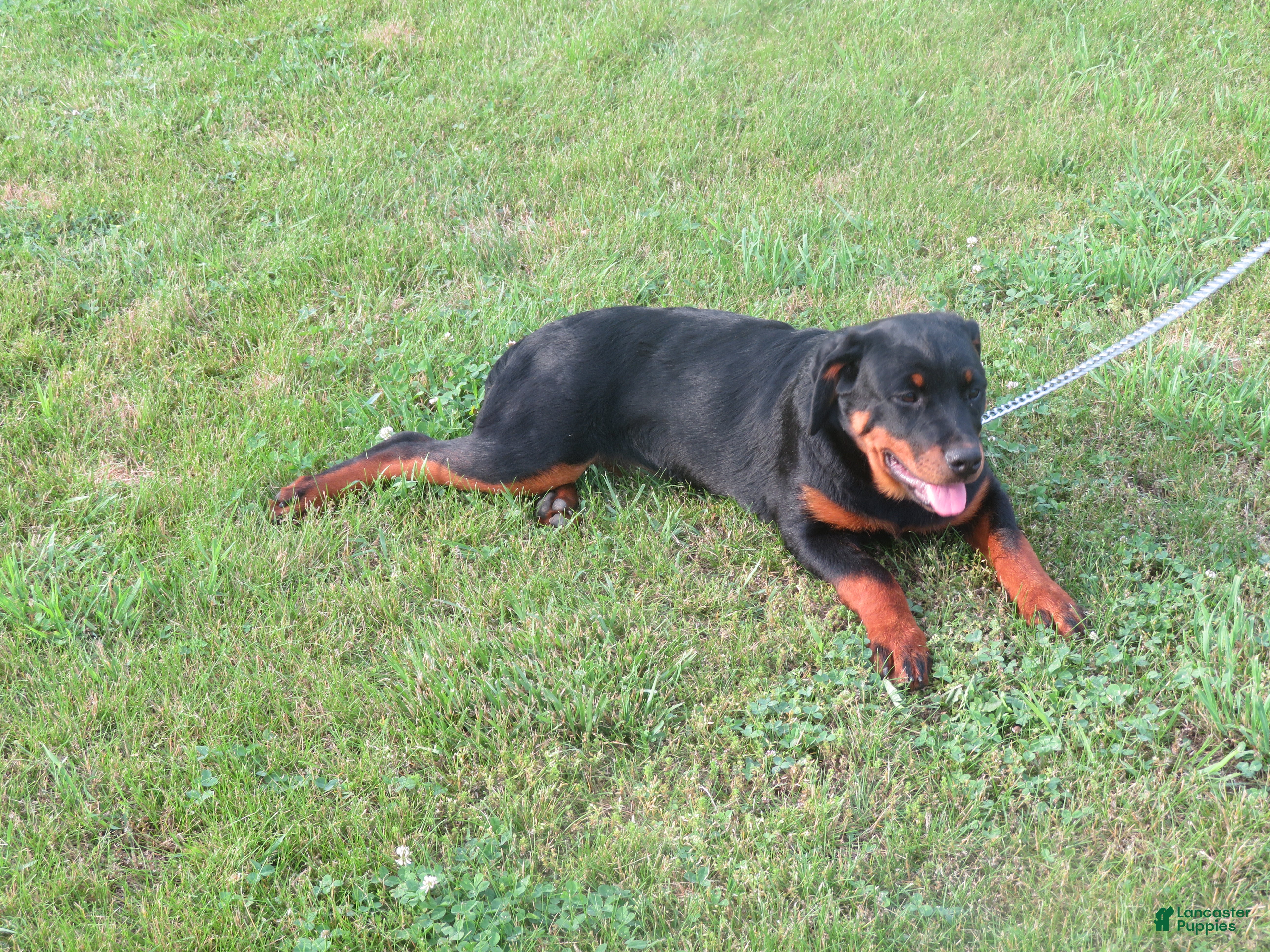 Rottweiler dogs Lindsey - Ad 2