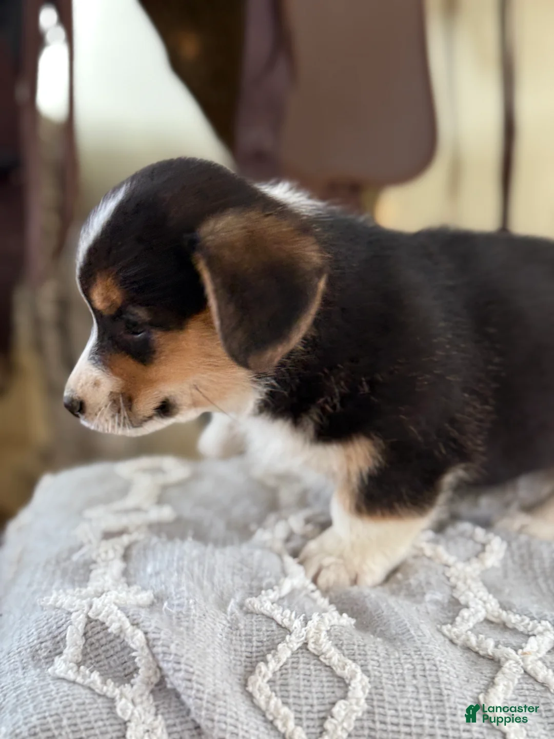 Welsh Corgi Pembroke dogs for sale: Forrest - Ad 8