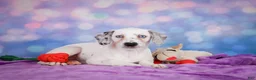 Mixed Breed dogs for sale: Lizzy - Ad 2