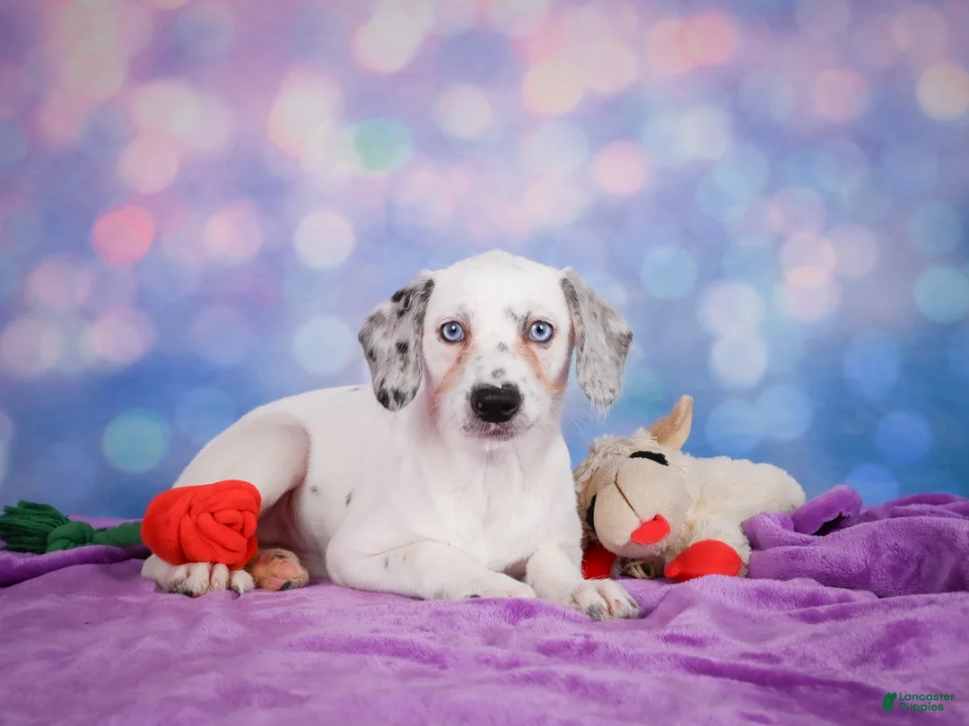 Mixed Breed dogs for sale: Lizzy - Ad 2
