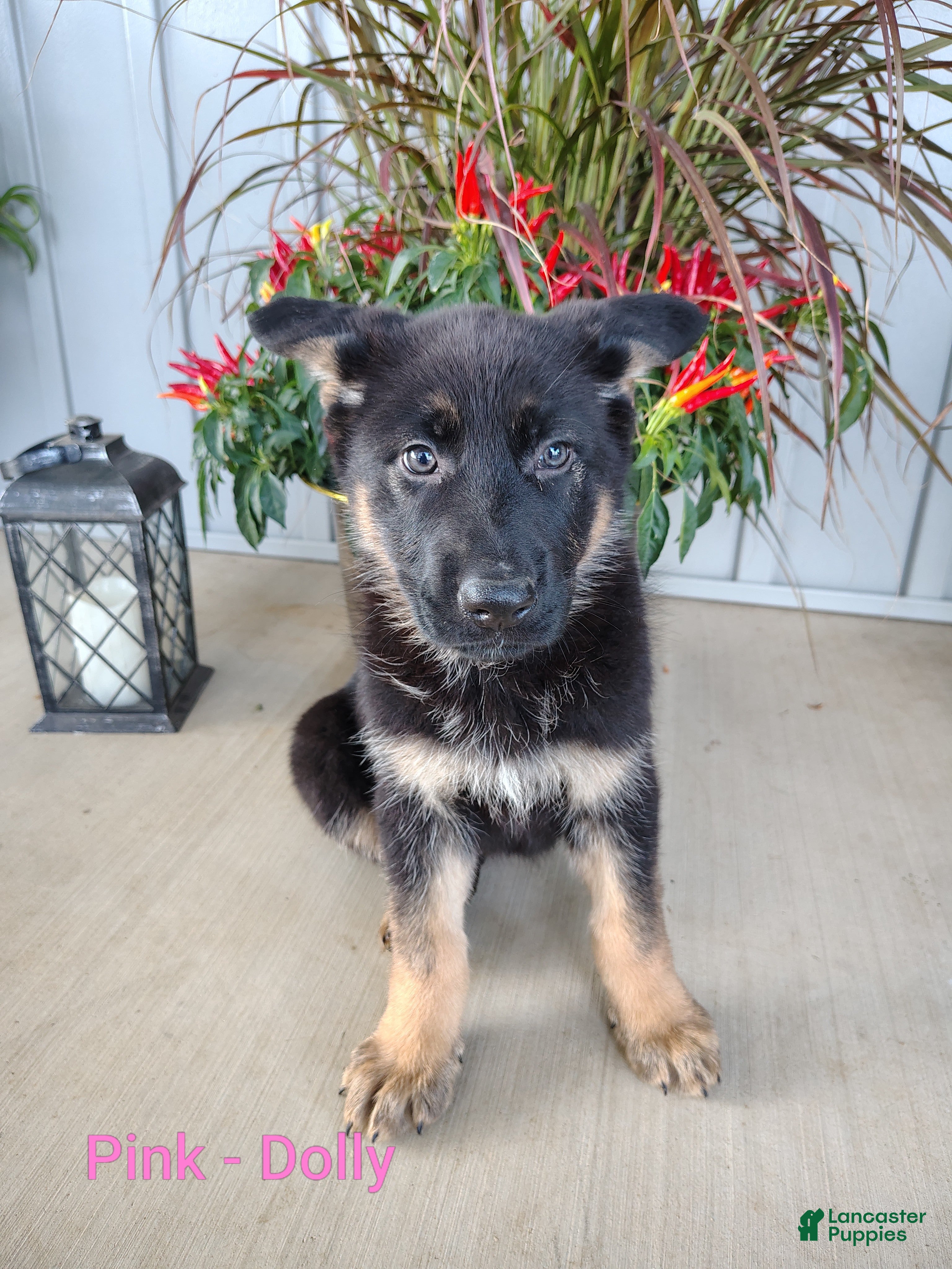 German Shepherd dogs for sale: Dolly - pink - Ad 3