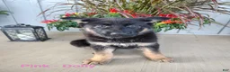 German Shepherd dogs for sale: Dolly - pink - Ad 1