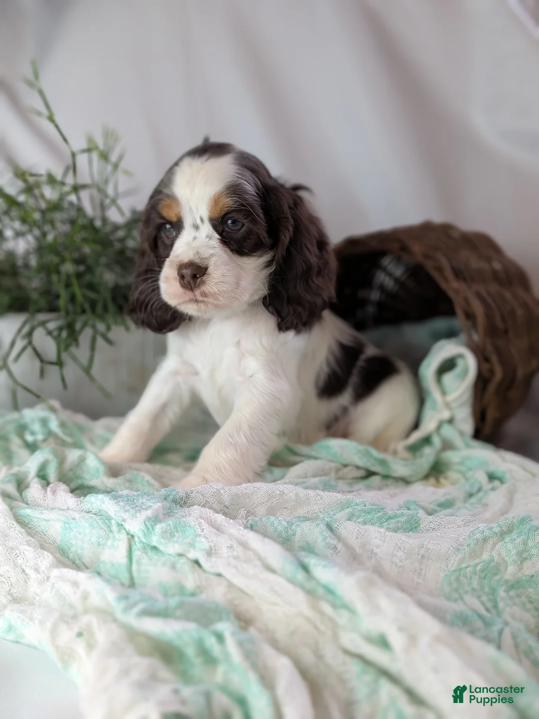 Cocker Spaniel dogs for sale: Zeke - Ad 5