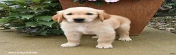 Golden Retriever dogs for sale: Rebel - Ad 3