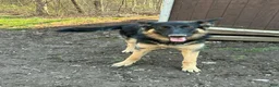 German Shepherd dogs for sale: Kayda - Ad 7