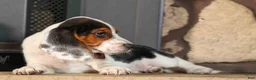 Beagle dogs for sale:  Dustin🐶 - Ad 11