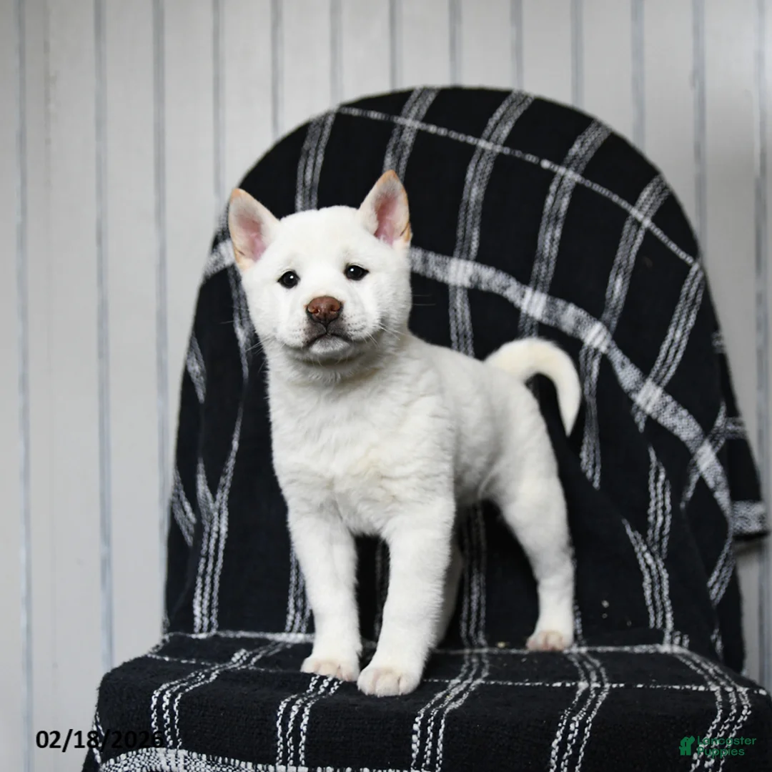 Shiba Inu dogs for sale: Starlight - Ad 6