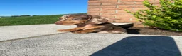 Miniature Dachshund dogs for sale: Brody - Ad 12