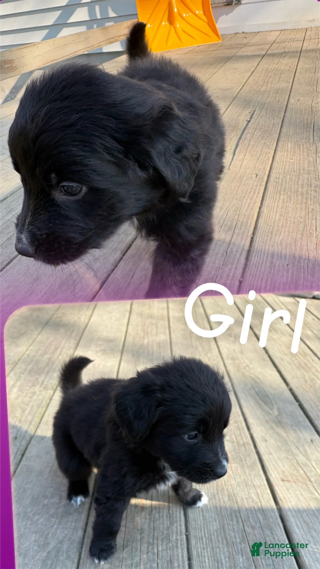 Mixed Breed dogs for sale: Mixed Breed Puppy 1 - Ad 1